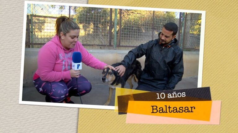 Clínicas Veterinarias en Nador: Guía Completa